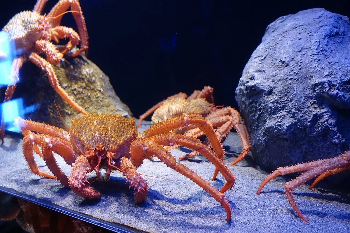 🐠 누마즈항 심해수족관 (Numazu Deep Sea Aquarium) 이미지 4